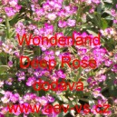 Tařicovka přímořská, laločnice Wonderland Deep Rose