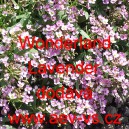 Tařicovka přímořská, laločnice Wonderland Lavender