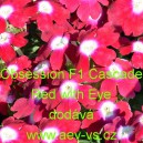 Sporýš zahradní, zkřížený Obsession F1 Cascade Red with Eye