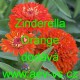 Ostálka sličná, lepá Zinderella Orange
