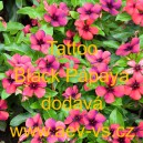 Barvínek růžový Tattoo Black Papaya