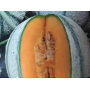 Meloun cukrový hybridní Temar F1 (typ cantaloupe)