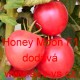 Rajče tyčkové hybridní Honey Moon F1