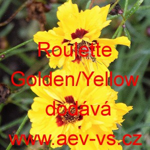 Krásnoočko dvoubarevné Roulette Golden/Yellow