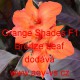Dosna zahradní (kanna) Orange Shades F1 Bronze Leaf