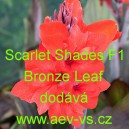 Dosna zahradní (kanna) Scarlet Shades F1 Bronze Leaf