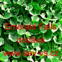 Dichondra plazivá zelený vodopád Emerald Fals