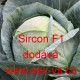 Zelí hlávkové bílé hybridní Sircon F1