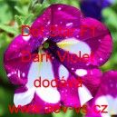 Petúnie mnohokvětá Dot Star F1 Dark Violet