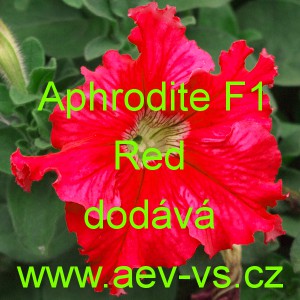 Petúnie velkokvětá třepenitá Aphrodite F1 Red