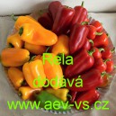 Paprika roční zeleninová Rela
