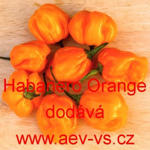 Paprika pálivá aji čilí Habanero Orange