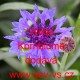 Chrpa modrá, polní Wilde Kornblume
