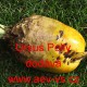Řepa krmná Ursus Polly žlutá
