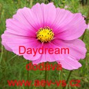 Krásenka zpeřená Daydream