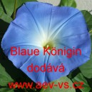 Povíjnice trojbarvá Blaue Königin