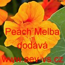 Lichořeřišnice menší, peruánská Peach Melba