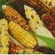 Kukuřice okrasná Ziermais Amero