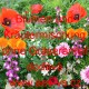 Směs jednoletých a vytrvalých květin a bylinek Blumen und Kräutermischung bez travin 