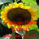 Slunečnice roční American Giant