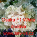 Okrasné zelí, brukev zelná Osaka F1 White