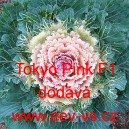Okrasné zelí, brukev zelná Tokyo Pink F1