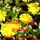 Kosmatec sedmikráskovitý Gelato Yellow