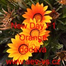 Úborovka zářivá, gazánie New Day F1 Orange