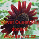 Slunečnice roční Velvet Queen Mix
