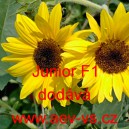 Slunečnice roční Junior F1 Mix