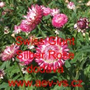 Smil listenatý, slaměnka Swiss Giant Silber Rose