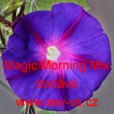 Povíjnice nachová Magic Morning Mix