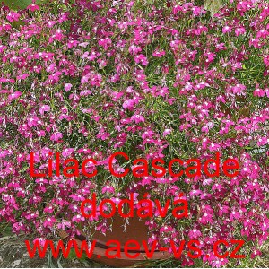 Lobelka drobná převislá Lilac Cascade