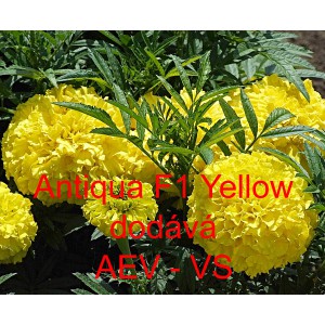 Aksamitník vzpřímený nana Antigua F1 Yellow