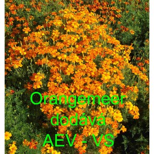 Aksamitník jemnolistý Orangemeer