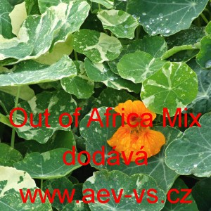 Lichořeřišnice větší, kapucínka Out of Africa Mix