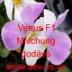 Violka ostruhatá Venus F1 Mischung