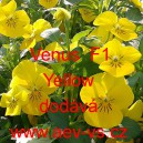 Violka ostruhatá Venus F1 Yellow
