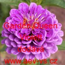 Ostálka sličná, lepá Garden Queen Violett