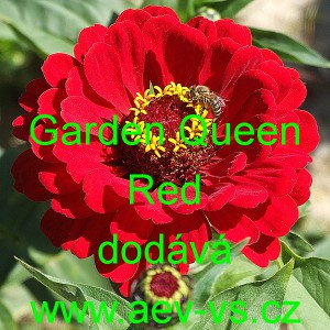 Ostálka sličná, lepá Garden Queen Red
