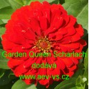 Ostálka sličná, lepá Garden Queen Scharlach