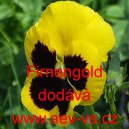 Maceška zahradní Schweizer Riesen Firnengold