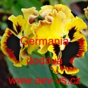 Maceška zahradní wittrockiana Germania