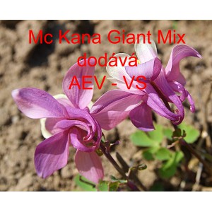 Orlíček modrý Mc Kana Giant Mix