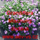 Tařička zahradní Grandiflora Mischung