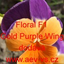 Violka ostruhatá Floral F1 Gold Purple Wing