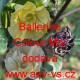 Durman, Datura Ballerine Colour Mix