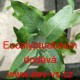 Blahovičník kulatoplodý Eucalyptusbaum