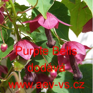 Rodochiton tmavě červený Purple Bells