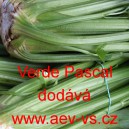 Celer řapíkatý Verde Pascal